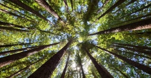 Ce înseamnă să fii stâlpul de sprijin într-o lume în continuă schimbare